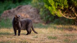 Big Black Cat Walk