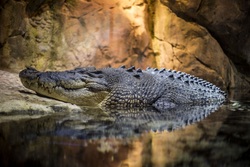 Big Crocodile in Lake