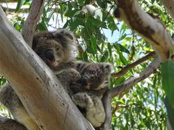 Big Elder Koala Animal on Tree