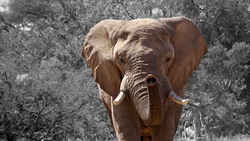 Big Elephant HD Images