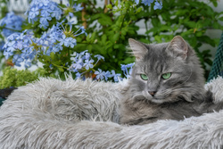 Big Gray Cat Animal Photo