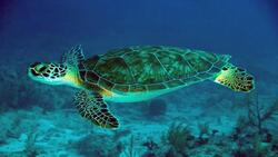 Big Green Turtle Swimming in Sea