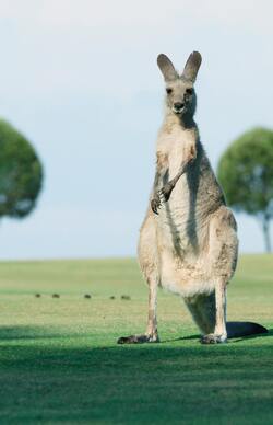 Big Kangaroo Photo