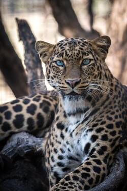 Big Leopard Cat