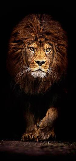 Big Lion Mobile Black Background