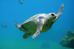 Big Ocean Turtle Swimming in Sea