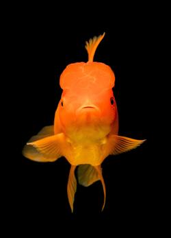 Big Orange Fish Mobile Wallpaper