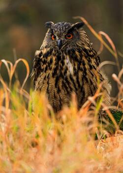 Big Owl Bird in Grass