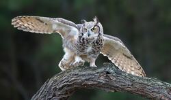Big Owl Spreading Wings