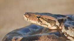 Big Python Snake 4K Wallpaper