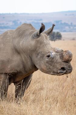 Big Rhinoceros on Grass Field 4K Image