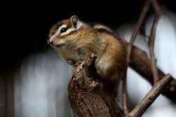 Big Squirrel 5K Ultra HD Pics
