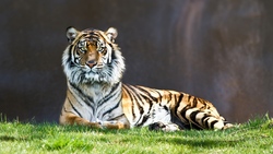 Big Tiger Animal Wallpaper