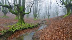 Big Tree Forest