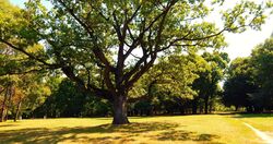 Big Tree in Garden