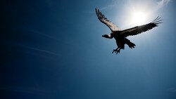 Big Vulture Bird Flying High