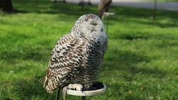Big White and Brown Owl