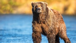 Big Wild Bear Near Water