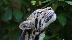 Big Wild Cat in Jungle