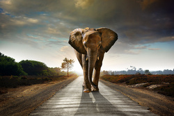Big Wild Elephant On The Road Ultra HD Wallpaper