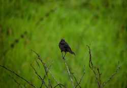 Bird Between Green Grass Field