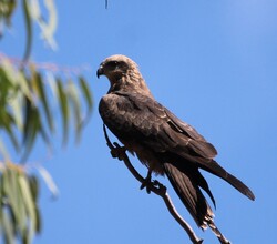 Bird Black Winged Kite