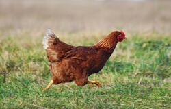 Bird Chicken Running Image