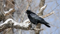 Bird Crow in Snow Weather