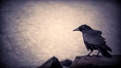 Bird Crow Sitting on Rock