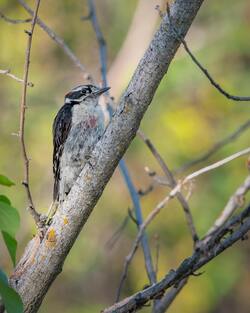 Bird Downy Woodpecker On Tree Branch