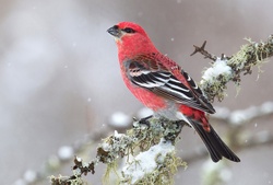 Bird During Winter on Tree