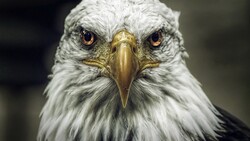 Bird Eagle Photo