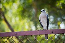Bird Eagle Sitting on Fence
