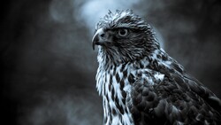 Bird Eagle Wallpaper