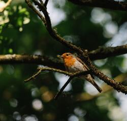 Bird European Robin Sitting on Tree