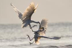 Bird Fighting 4k Picture Downlaod