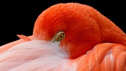 Bird Flamingo Beauty