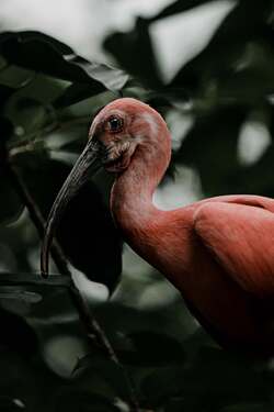 Bird Flamingos on Branch