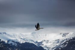 Bird Flying Over Ice Covered Mountain