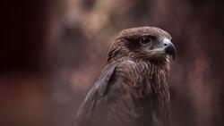 Bird Hawk in Forest Photography