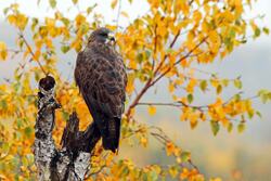 Bird Hawk on Tree