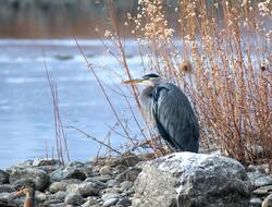 Bird Heron on Stone