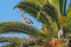 Bird Heron on Tree