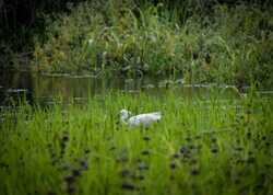 Bird in Lake