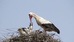 Bird in Nest Feeding Food to Child