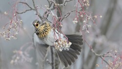 Bird in Snowy Weather