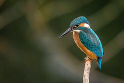 Bird Kingfisher Image