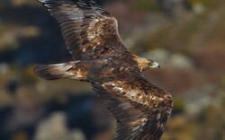 Bird Kite Flying Pics