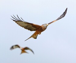 Bird Kites Flying HD Pics