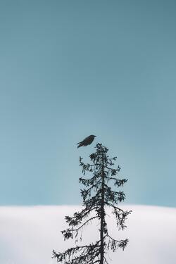 Bird on Top of Tree HD